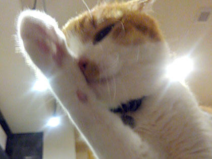20171113_shochan.jpg