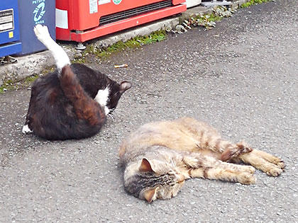20180609_cat_KIMG1313.jpg