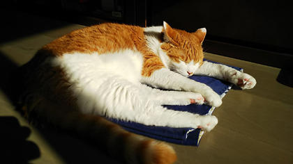 20201118_shokichi.jpg